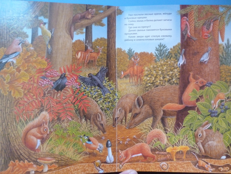 Первые книги малыша. Учим новые слова (бюджетные гляделки, много фото)