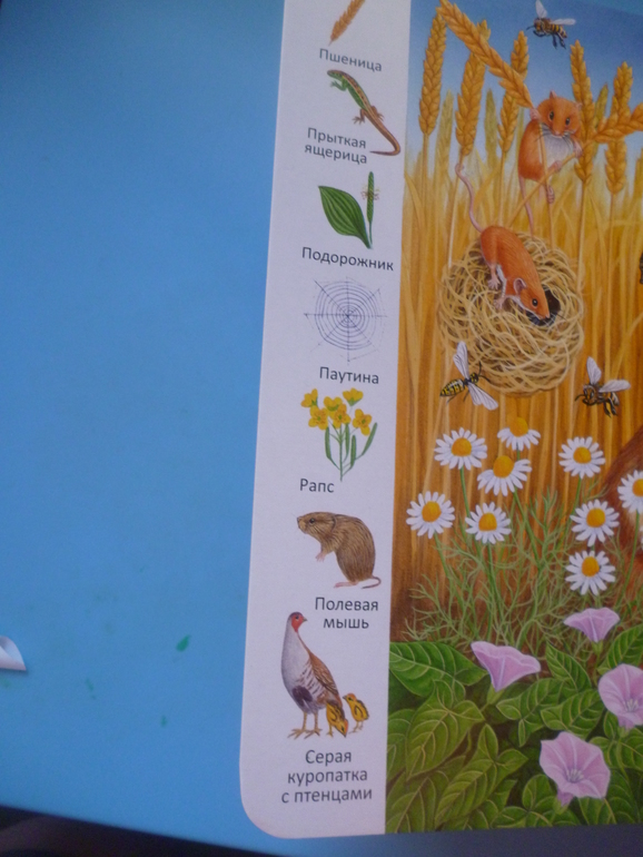 Первые книги малыша. Учим новые слова (бюджетные гляделки, много фото)