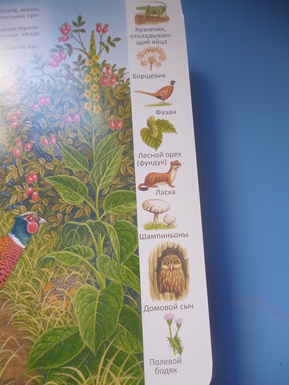 Первые книги малыша. Учим новые слова (бюджетные гляделки, много фото)