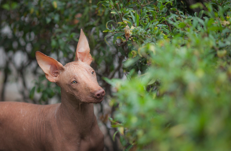 Привет из Перу