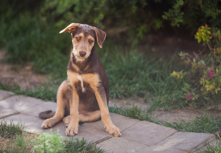 Пуховочка Бьюти Браун ждет своих родителей))
