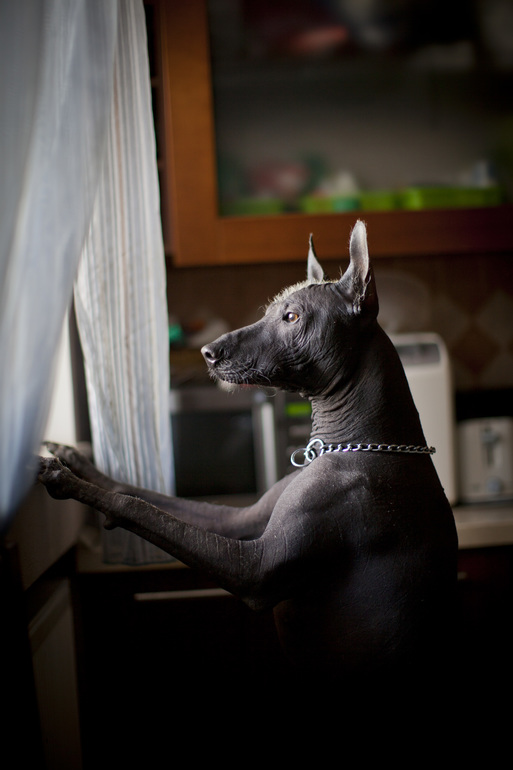 Армани- блюститель порядка))