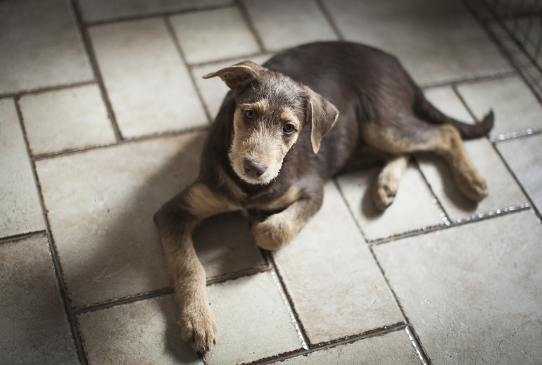 Бьюти Браун ищет родителей