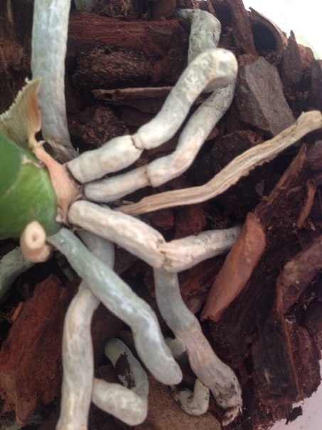 Умирает или нет?