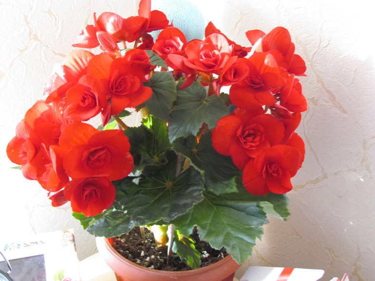 Приятная неожиданность!