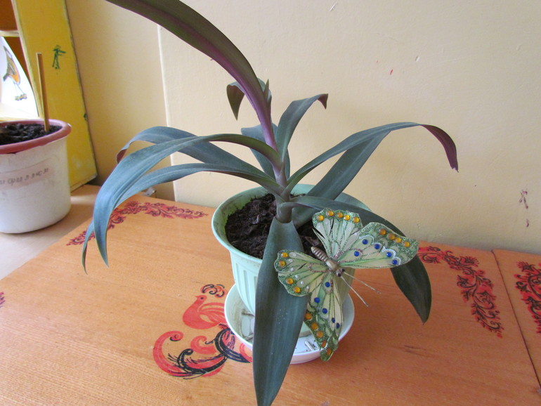 Что за цветочки у нас в д/с?