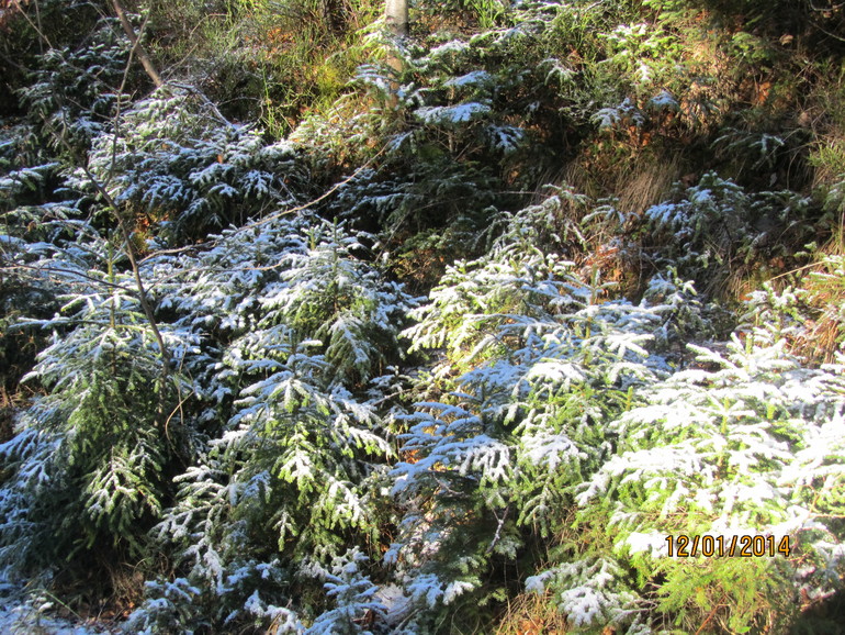 Рождественские каникулы. Карпаты. Часть 2