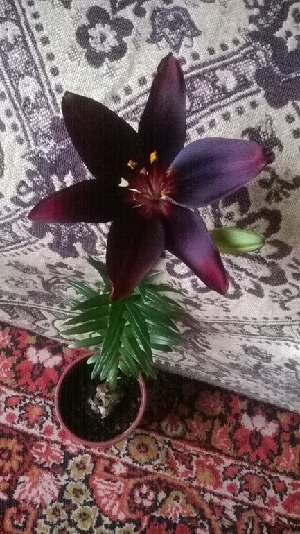 Долгожданное цветение лилии