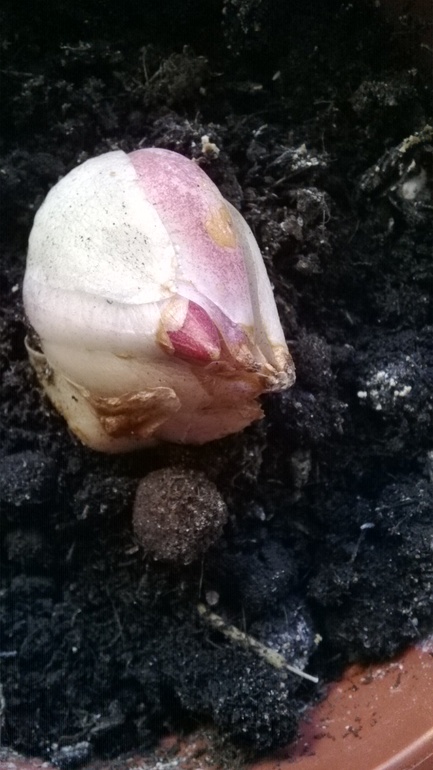 Лилия дала росток...