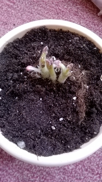 Прибавление (посадила глоксинию)