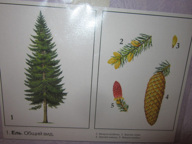 ТН Встречаем зиму. День 5. Зимние праздники