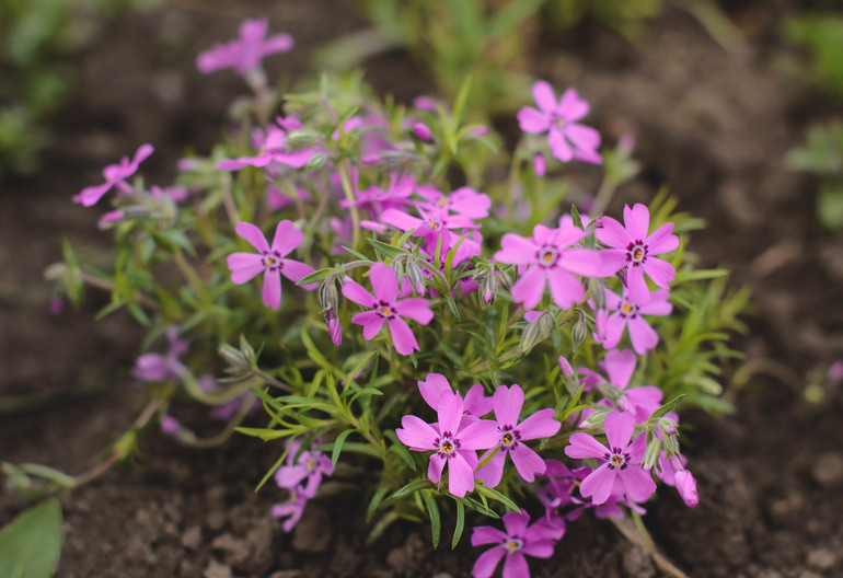 Весна, цветы:)