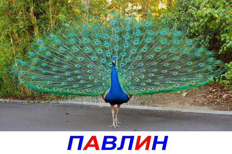 ТН "Птицы". День 5 "Экзотические птицы" + творческая пятница