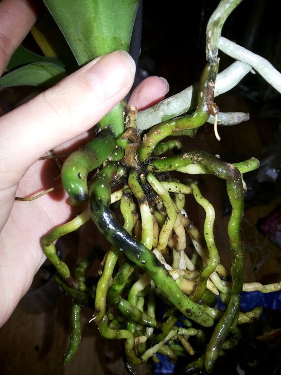 Все ли в порядке с цветульками?