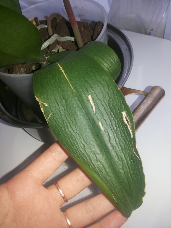 Девочки помогите что с орхидейкой