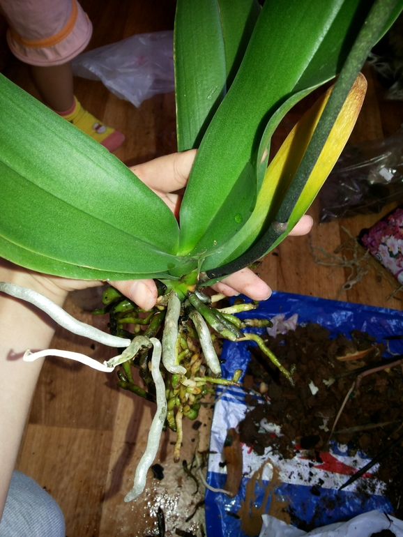 Все ли в порядке с цветульками?