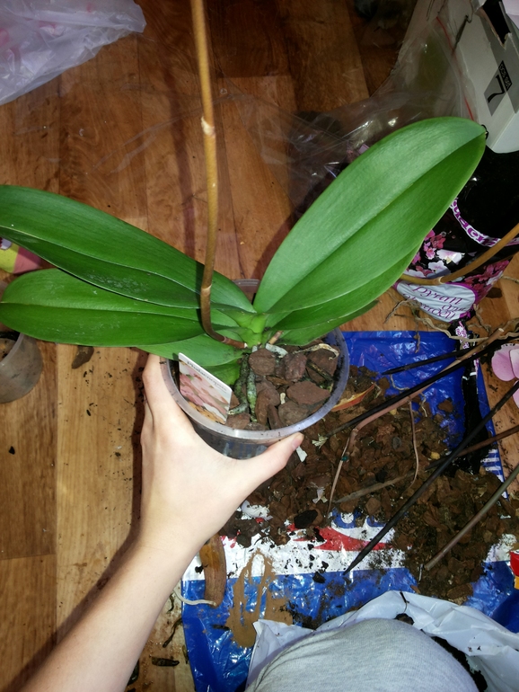 Все ли в порядке с цветульками?