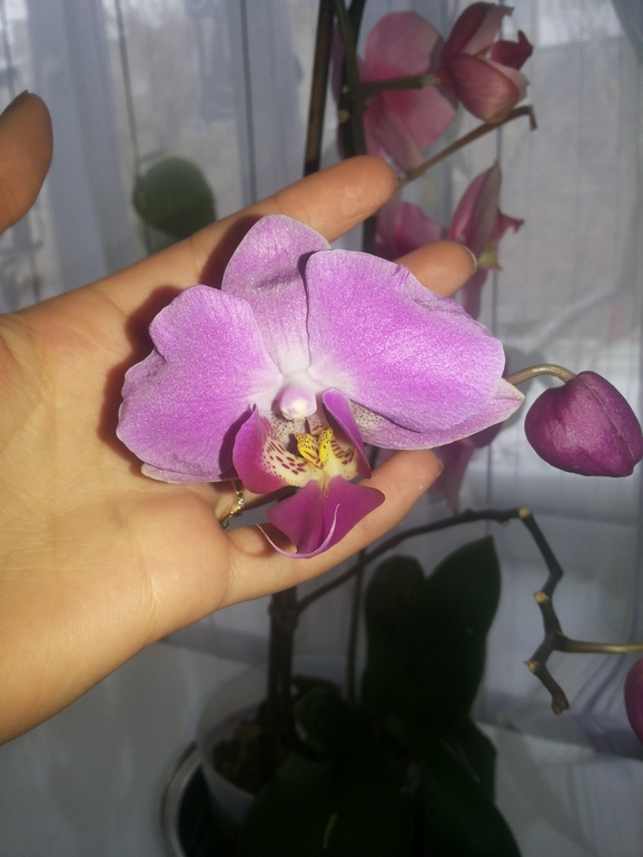 Девочки помогите что с орхидейкой