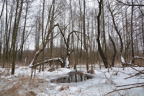 На лыжах - в мочаки)