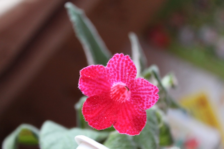 Мои растюхи