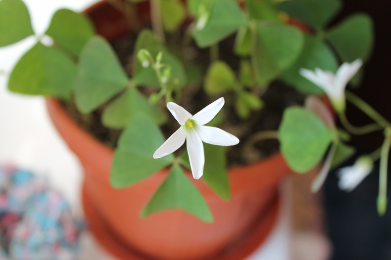 Мои растюхи