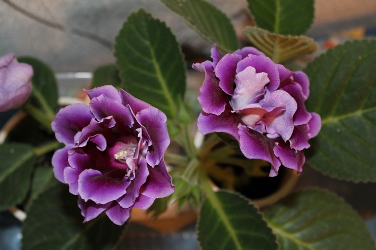 продолжают цвести...