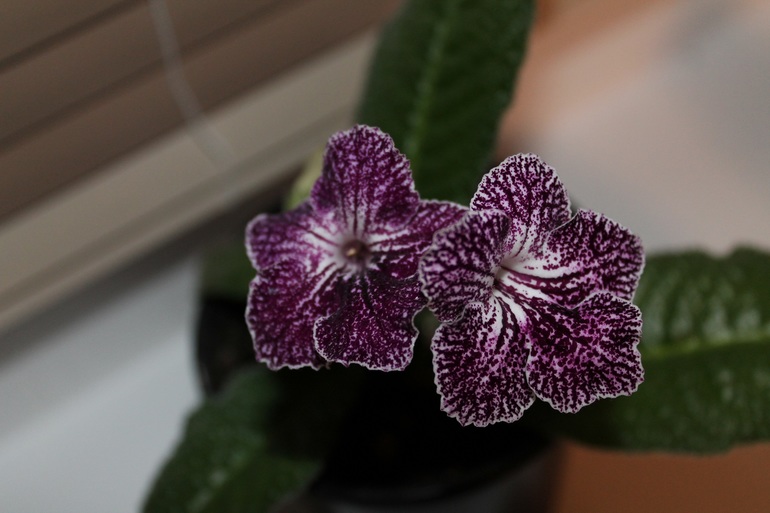 Мои растюхи