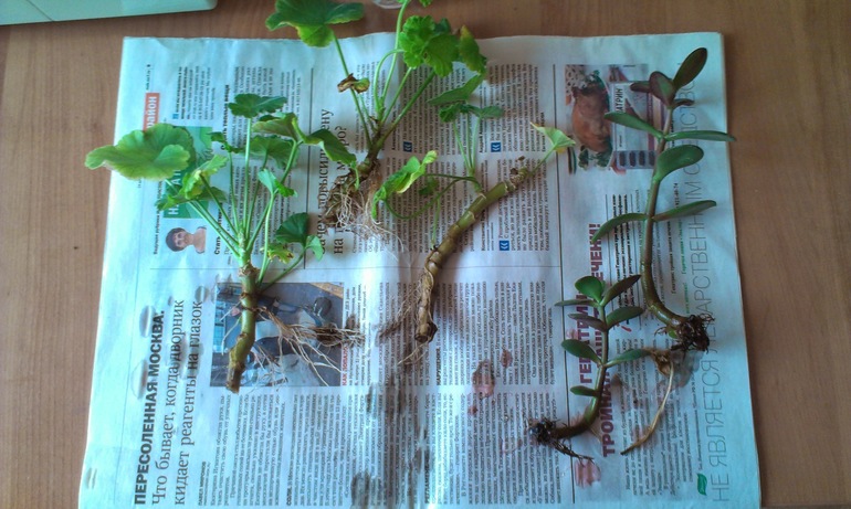 Зелёные наслаждения)