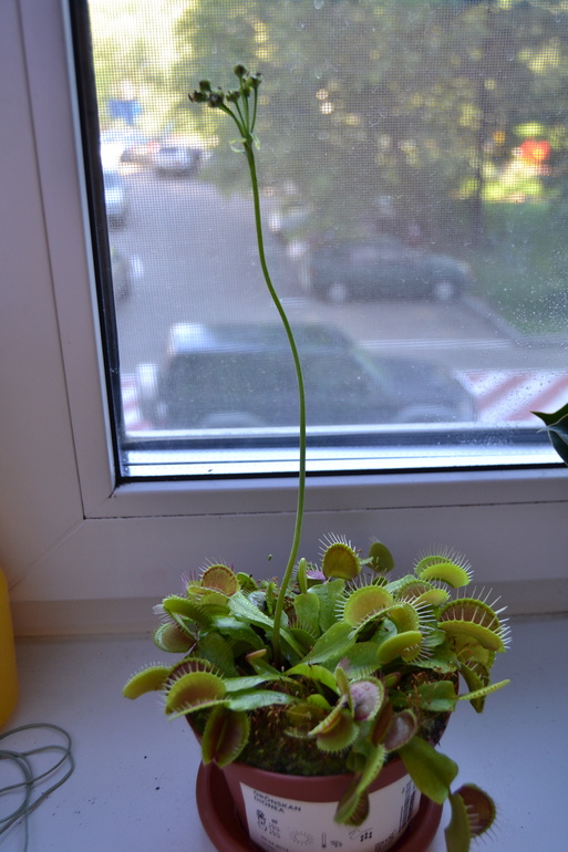 Зелёные наслаждения)