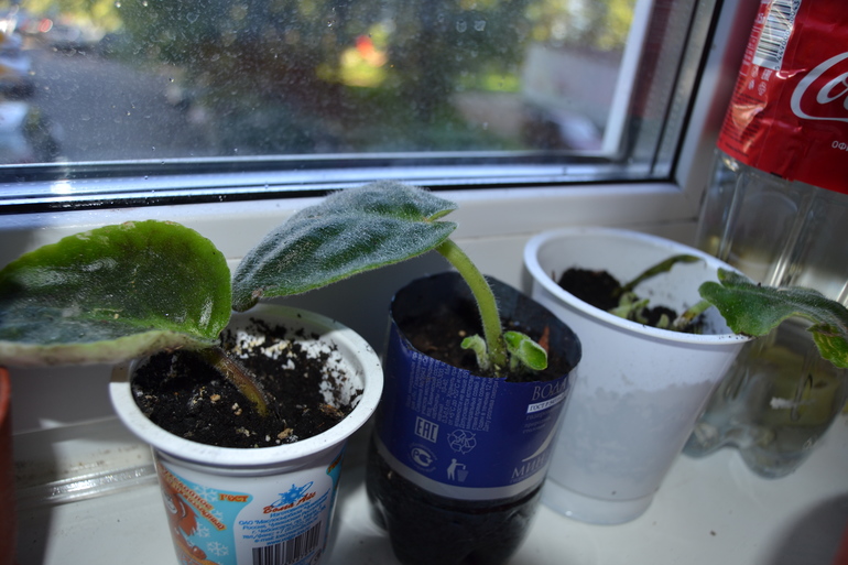 Зелёные наслаждения)