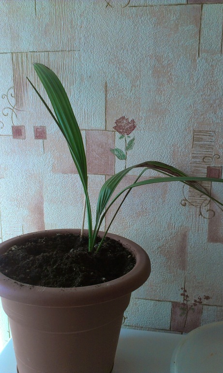 Зелёные наслаждения)