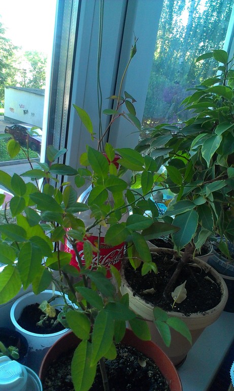 Зелёные наслаждения)