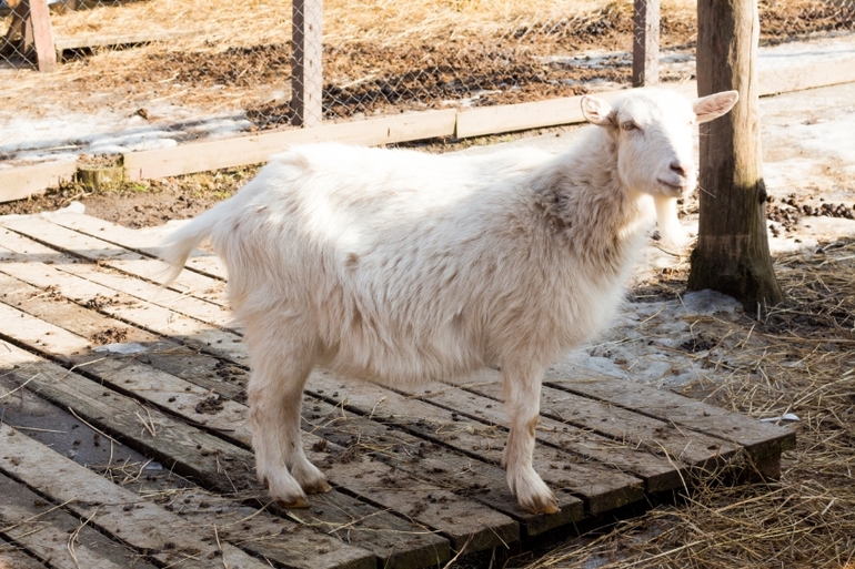 Фореста на 8 марта