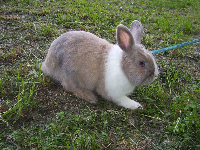 наши братья....