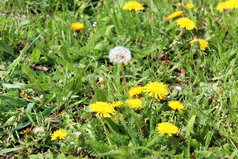 "Один раз в год сады цветут..."