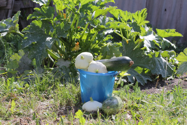 Огородное и цветочное, начало июля