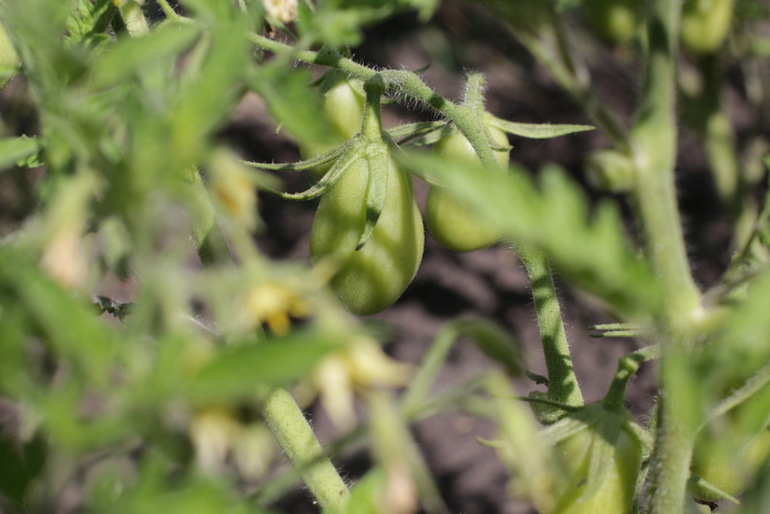 Огородное и цветочное, начало июля
