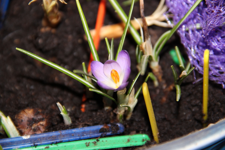 ТН Весна №2 - День 2 - Первые цветы. Трава (ведущая Мария)