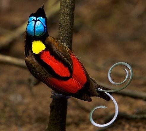 Мое пожелание каждой, кто подписан в Зачатии))