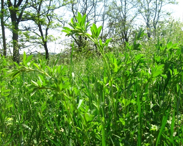 Житомирщина, Полесье