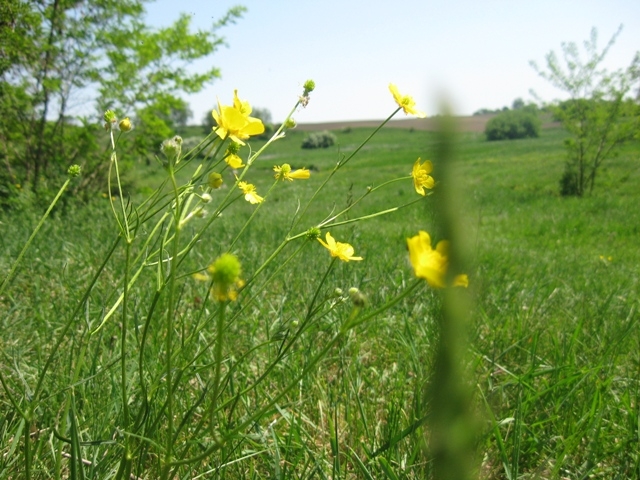 Житомирщина, Полесье