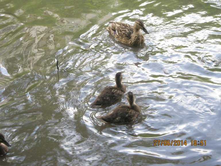 Проект 365. (27.06.2014) Наша традиция- день добрых дел