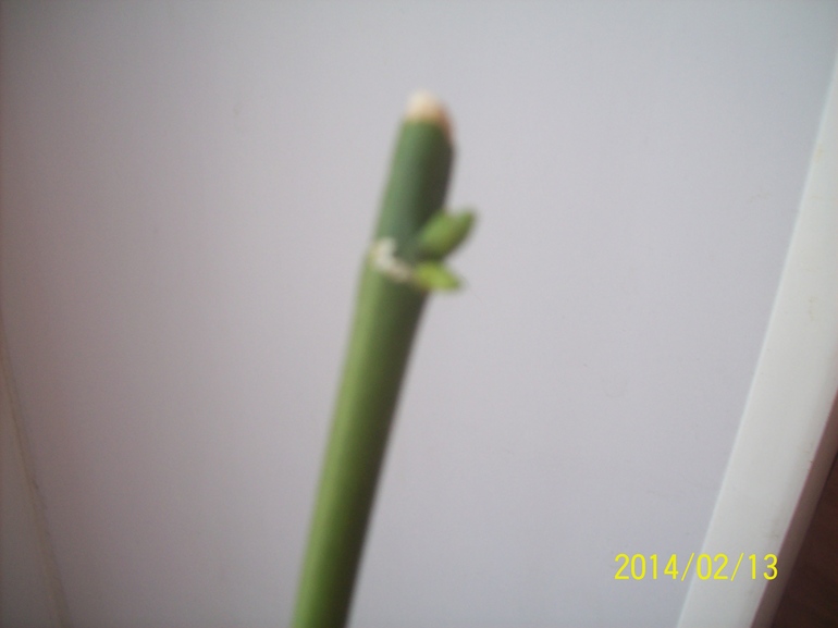 Старый цветонос