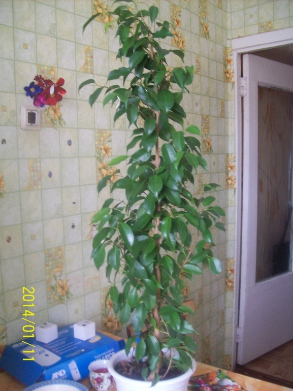 Покажу некоторых красавчиков.