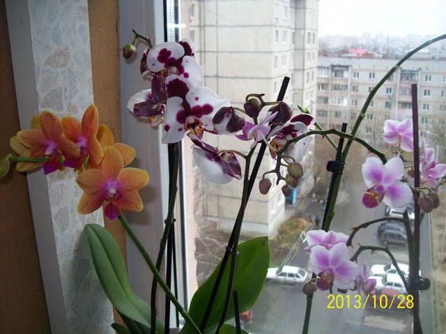 Покажу некоторых красавчиков.