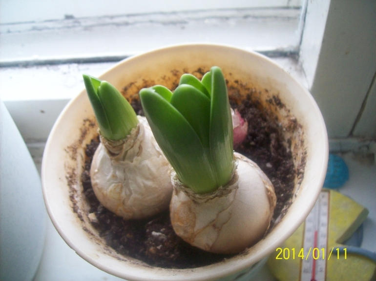 Покажу некоторых красавчиков.