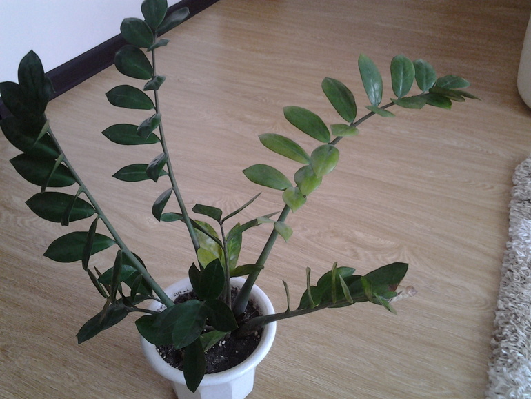 Что делать с замиокулькасом?