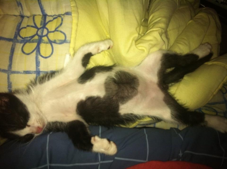 Наш котейка