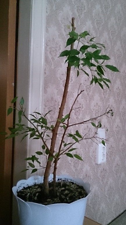 Как сохранить фикус?