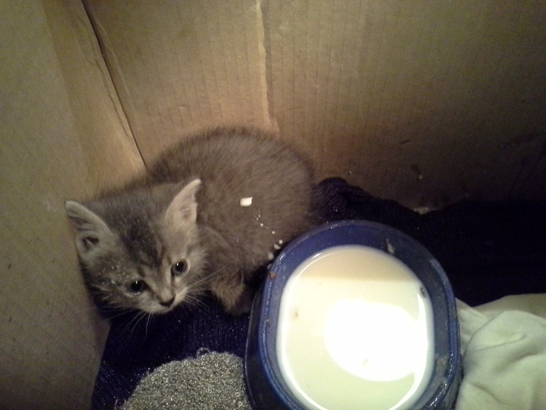 Вот такое чудо дети сегодня принесли в дом))